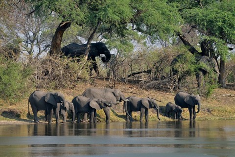 Elephant (Loxodonta africana) herd drinking at the Cuando River, Bwabwata National Park, Zambezi