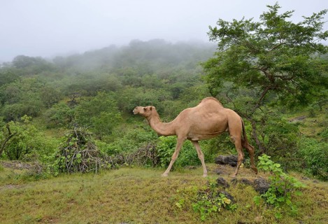 Dromedary (Camelus dromedarius) crossing the green mountains during monsoon season, or Khareef