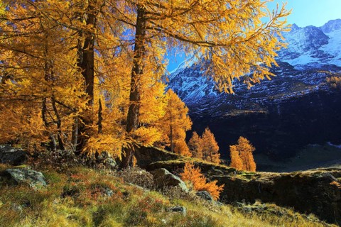 European larches ( Larix decidua) Larch, larch, larch forest, larch forest, Valais, Switzerland,