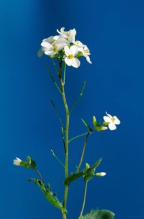 Rockcress (Arabis caucasica)
