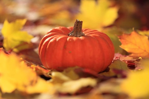 Pumpkin
