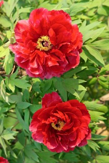 Peony (Paeonia foemina), peony rose, peony, peony family, Paeonaceae