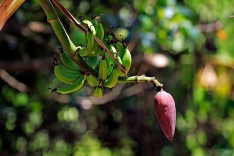 Banana tree, Nosy Komba (Musa sapientum), Madagascar, Africa