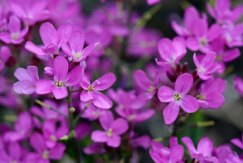Garden rockcress (Arabis caucasica)