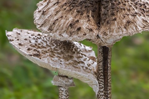 Two parasol mushrooms (Macrolepiota procera) in autumn, fall, close-up of caps