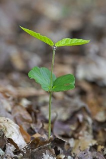 European beech (Fagus sylvatica), common beech seedling emerging on the forest floor in spring