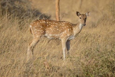 Chital, Cheetal or Axis Deer (Axis axis), female, Gir Forest National Park, Gir Sanctuary, Gujarat,
