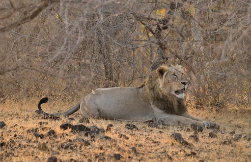 Asiatic Lion (Panthera leo persica), male, Gir Forest National Park, Gir Sanctuary, Gujarat, India,