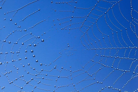 Dewdrops in spider web, Switzerland, Europe