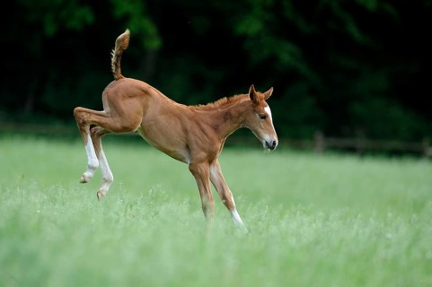 English thoroughbred, foal, lateral, kick out, kick out