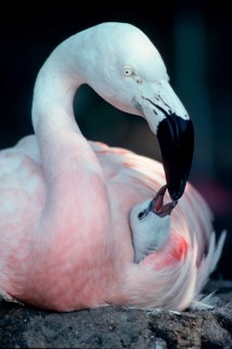 Chilean flamingo (Phoenicopterus chilensis) feeding chicks, 1 week