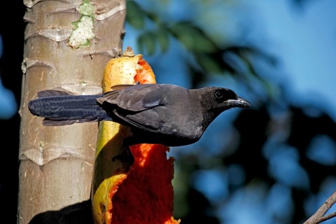 Purple Jay, purplish jay (Cyanocorax cyanomelas), Brazil, South America