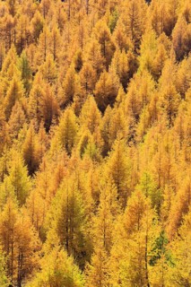 Larch forest , European larch, Switzerland, Europe