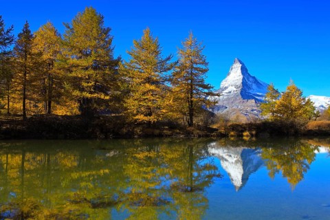 Larch forest, Larch ( Larix europaea) , Matterhorn, Valais, Switzerland, Europe