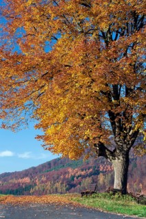 Linden (Tilia vulgaris) (Tilia europaea), autumn foliage, Hesse, Germany, Europe