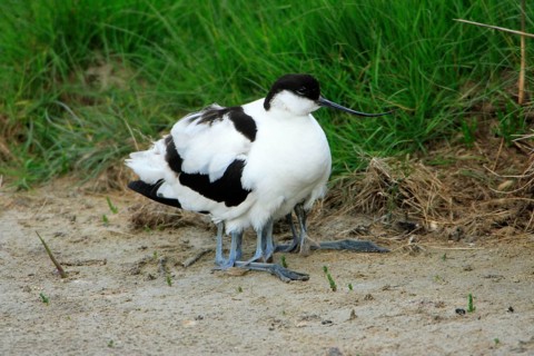 Avocet hawks chicks, Black capped avocet (Recurvirostra avosetta), avocet, hawks, Netherlands
