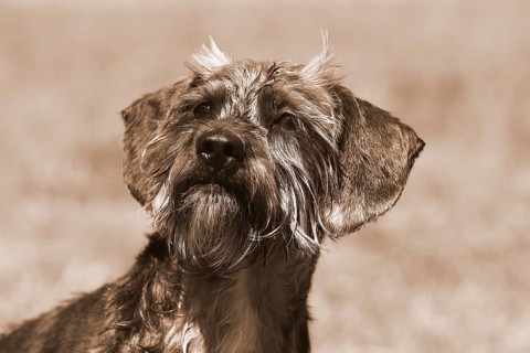 Dachshund Shih Tzu mix (Canis lupus familaris), male 4 years, portrait, in sepia, North