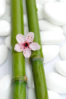 Cherry plumsbluete (Prunus cerasifera) and bamboo cane, plum blossoms purple-leaf plum, bamboo