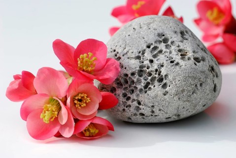 Japanese Chaenomeles (Chaenomeles) and stone