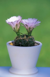 Cactus (Notocactus rutilans), Cacti
