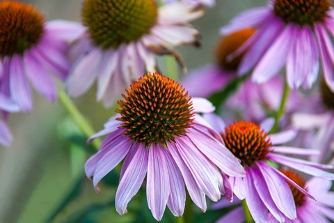 Purple cone flower (Echinacea purpurea), Palatinate, Rhineland-Palatinate, Germany, Europe