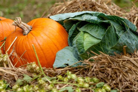 Large pumpkins (Cucurbita) on straw with white cabbage and hops, Hesse, Germany, Europe
