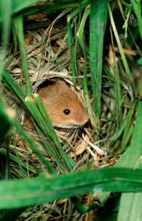 Old World eurasian harvest mouse (Micromys minutus)