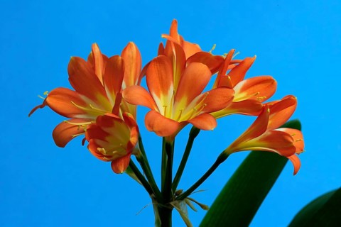 Clivia, natal lily (Clivia miniata)