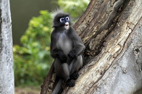 Dusky Leaf Monkey (Trachypithecus obscurus), male (Presbytis obscurus)