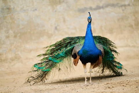 Indian peafowl (Pavo cristatus) standing on the ground, Spain, Europe