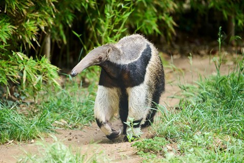 Giant anteater (Myrmecophaga tridactyla), captive, distribution South America