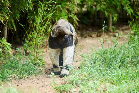 Giant anteater (Myrmecophaga tridactyla), captive, distribution South America