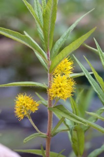 Tufted loosestrife (Lysimachia thyrsiflora)