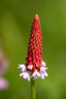 Orchid primrose (Primula vialii)