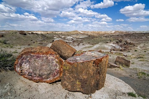 Cross-section of petrified wood showing colourful crystal patterns, Painted Desert and Petrified