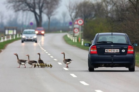 Family of greylag geese (Anser anser), pair with their freshly hatched goslings crossing a busy