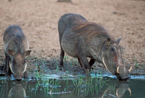 Desert warthog (Phacochoerus aethiopicus), pair, drinking, Kwazulu Natal, South Africa, Africa