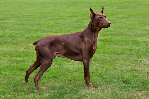 Doberman Pinscher, Pincher, domestic dog (Canis lupus familiaris) in the garden