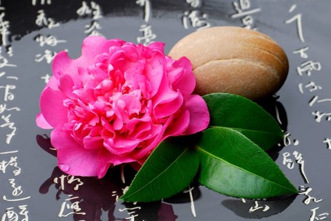 Camellia and stone, Japanese (Camellia japonica) characters