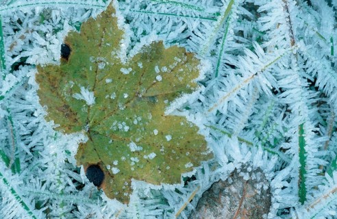 Sycamore maple leaf (Acer pseudoplatanus) and hoarfrost