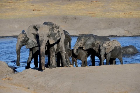 African bush elephants (Loxodonta africana), small herd after bathing in Somalisa waterhole, Hwange