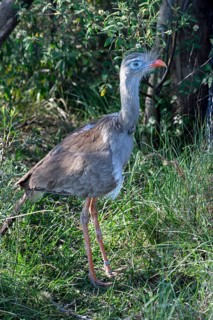 Red-legged seriema (Cariama cristata) in the breeding station of the Conservation Land Trust at the