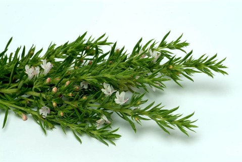 Summer savory (Satureja hortensis), also garden savory, true savory, pepperwort, family of the
