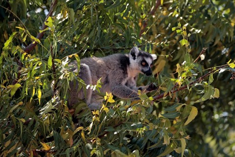 Ring-tailed Lemur (Lemur catta), Berenty Private Reserve, Madagascar, ring-tailed lemur, Berenty