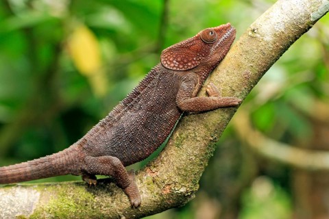 Short-horned Chameleon (Calumma brevicornis), male, Madagascar, Africa