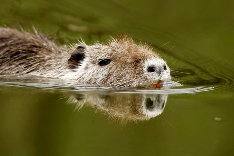 Nutria (Myocastor coypus)