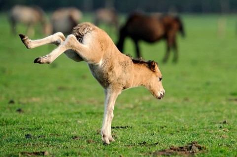 Dülmen wild horse, foal, Merfelder Bruch, Dülmen, North Rhine-Westphalia, knocking out, leaving,