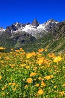 Tall buttercup ( Ranunculus acris) , Fünffingerstöck, 2994 m, Uri, Switzerland, Europe