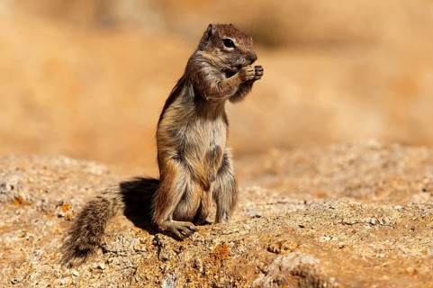 Barbary ground squirrel (Atlantoxerus getulus), chipmunk, Atlantic squirrel, ground squirrel,