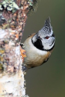 Crested tit ( Lophophanes cristatus) , Tit, Tit, Tits, Scotland, Great Britain